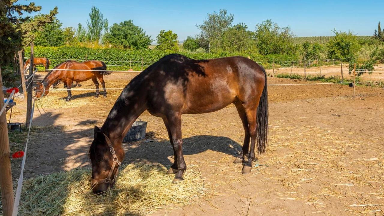 Cortijo Carrillo Antequera By Ruralidays Βίλα Εξωτερικό φωτογραφία